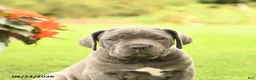 Cane Corso dogs for sale: Darcy - Ad 4