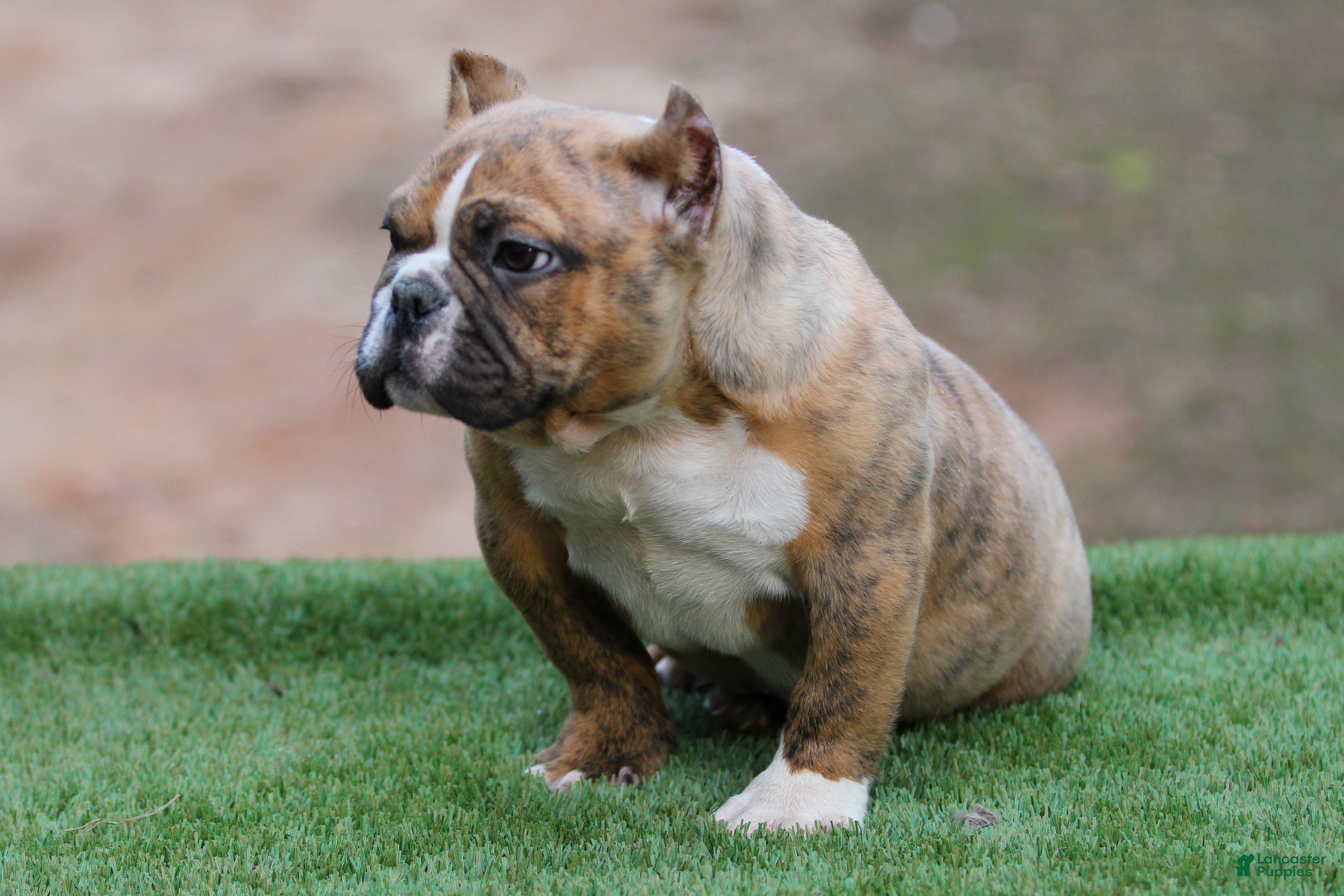 American Bully dogs Black Brindle Male - Ad 1