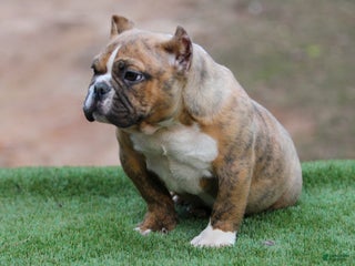 American Bully dogs Black Brindle Male - Ad 1