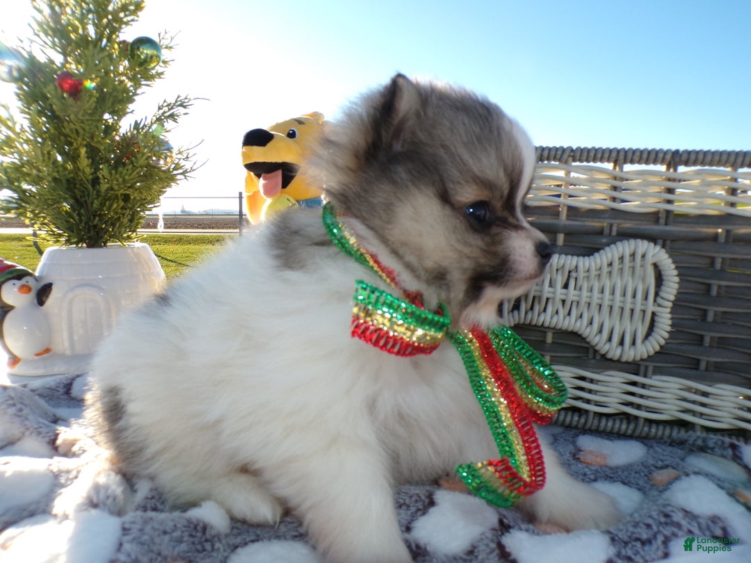 Pomeranian dogs for sale: Pomeranian Puppy 2 Sabrina - Ad 3