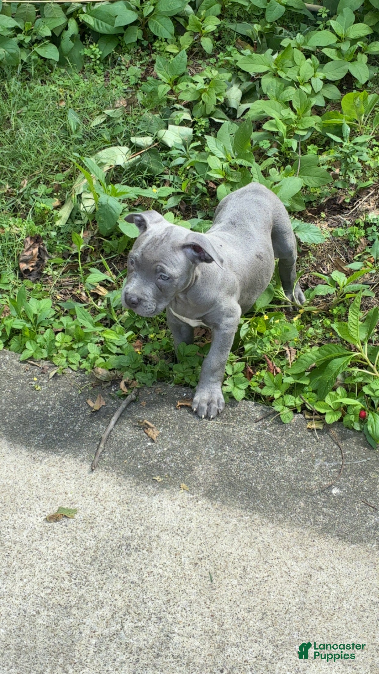 American Bully dogs for sale: American Bully 1 - Ad 1