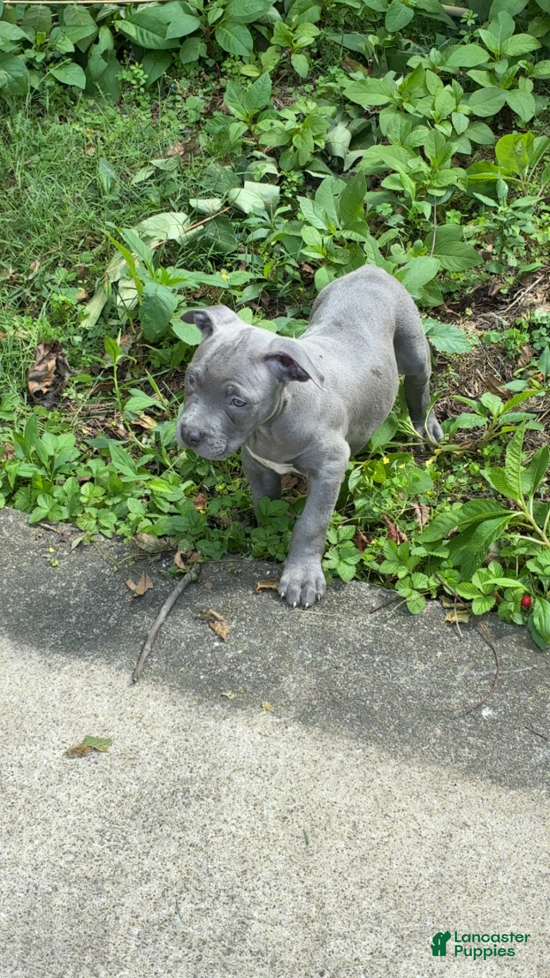 American Bully dogs for sale: American Bully 1 - Ad 1