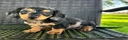 Dachshund dogs for sale: Duke - Ad 3