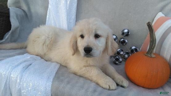 Golden Retriever dogs for sale: Anika - Ad 1