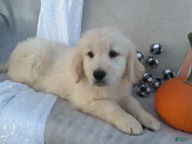 Golden Retriever dogs for sale: Anika - Ad 1