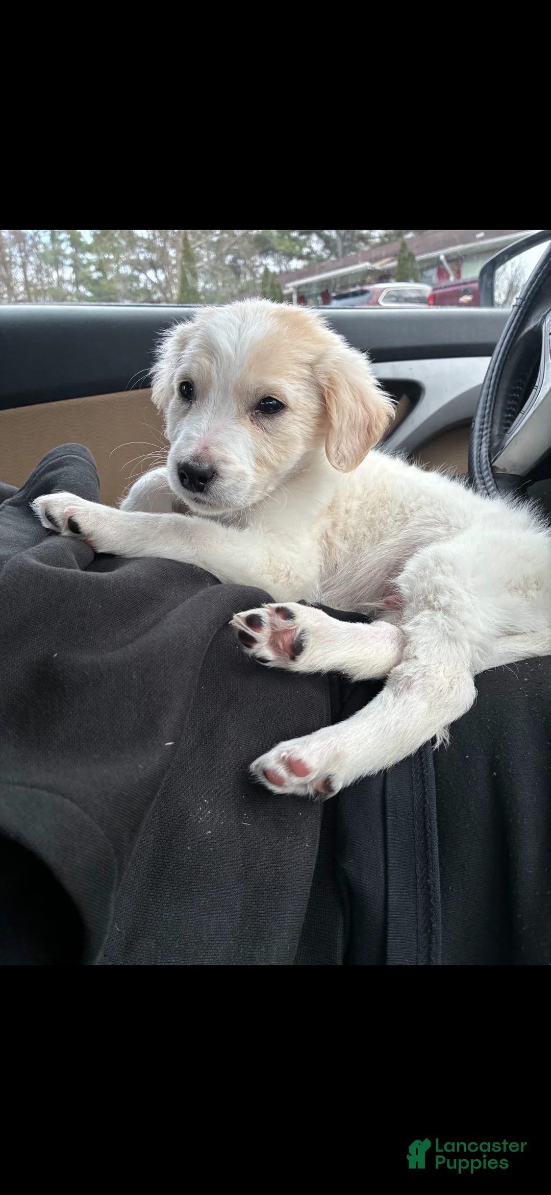 Mixed Breed dogs for sale: Coors - Ad 2