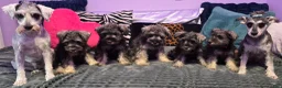Miniature Schnauzer dogs for sale: Miniature Schnauzer 1 - Ad 3