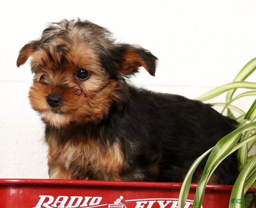 Yorkshire Terrier dogs for sale: Apollo - Ad 4