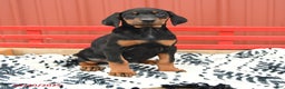 Doberman Pinscher dogs for sale: Harmony - Ad 6