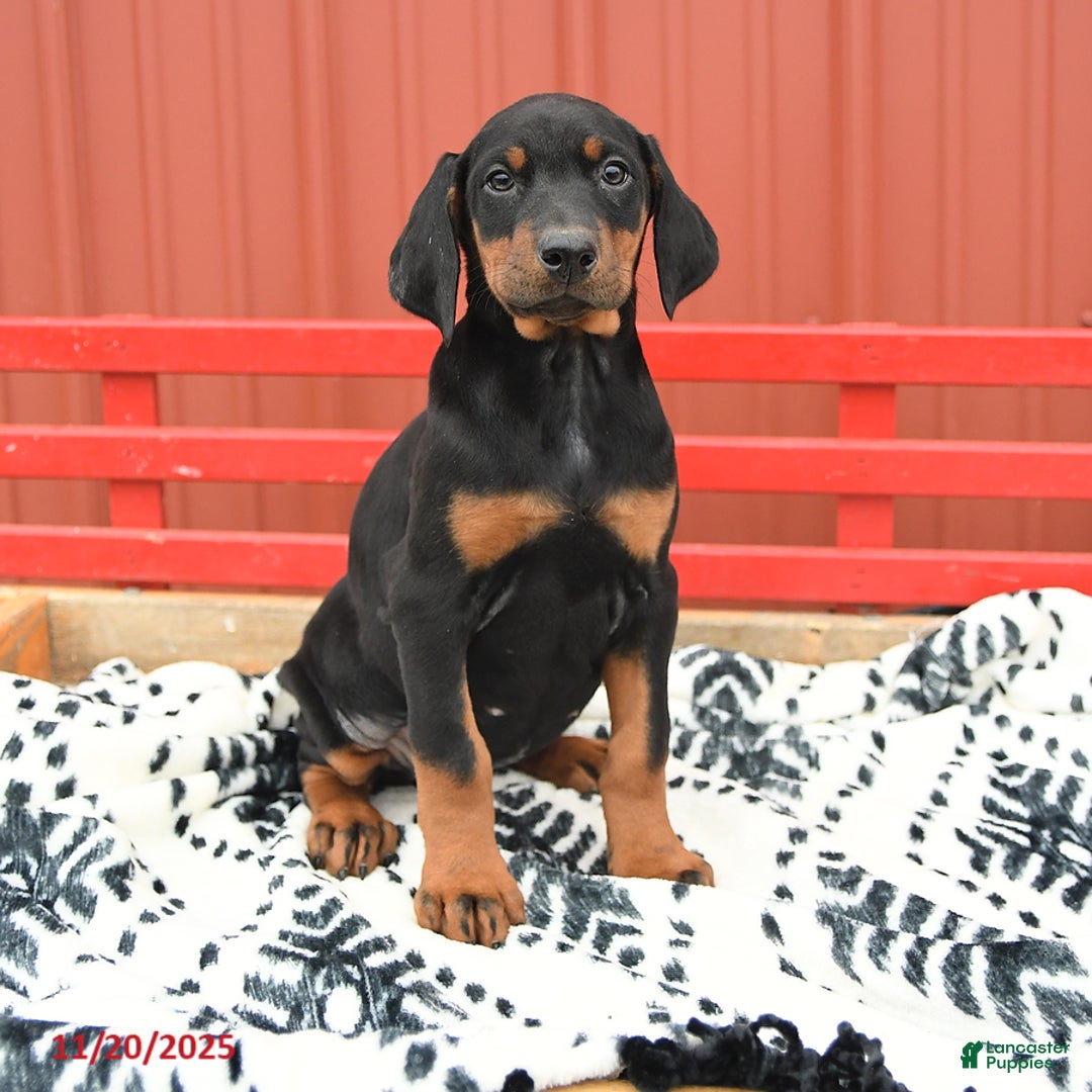 Doberman Pinscher dogs for sale: Harmony - Ad 6