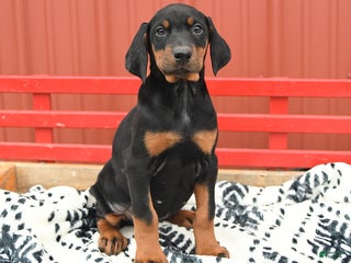 Doberman Pinscher dogs Harmony - Ad 3