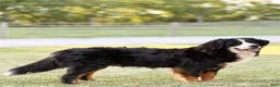 Bernedoodle dogs for sale: Sparkle - Ad 3