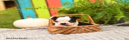Boston Terrier dogs for sale: King - Ad 13