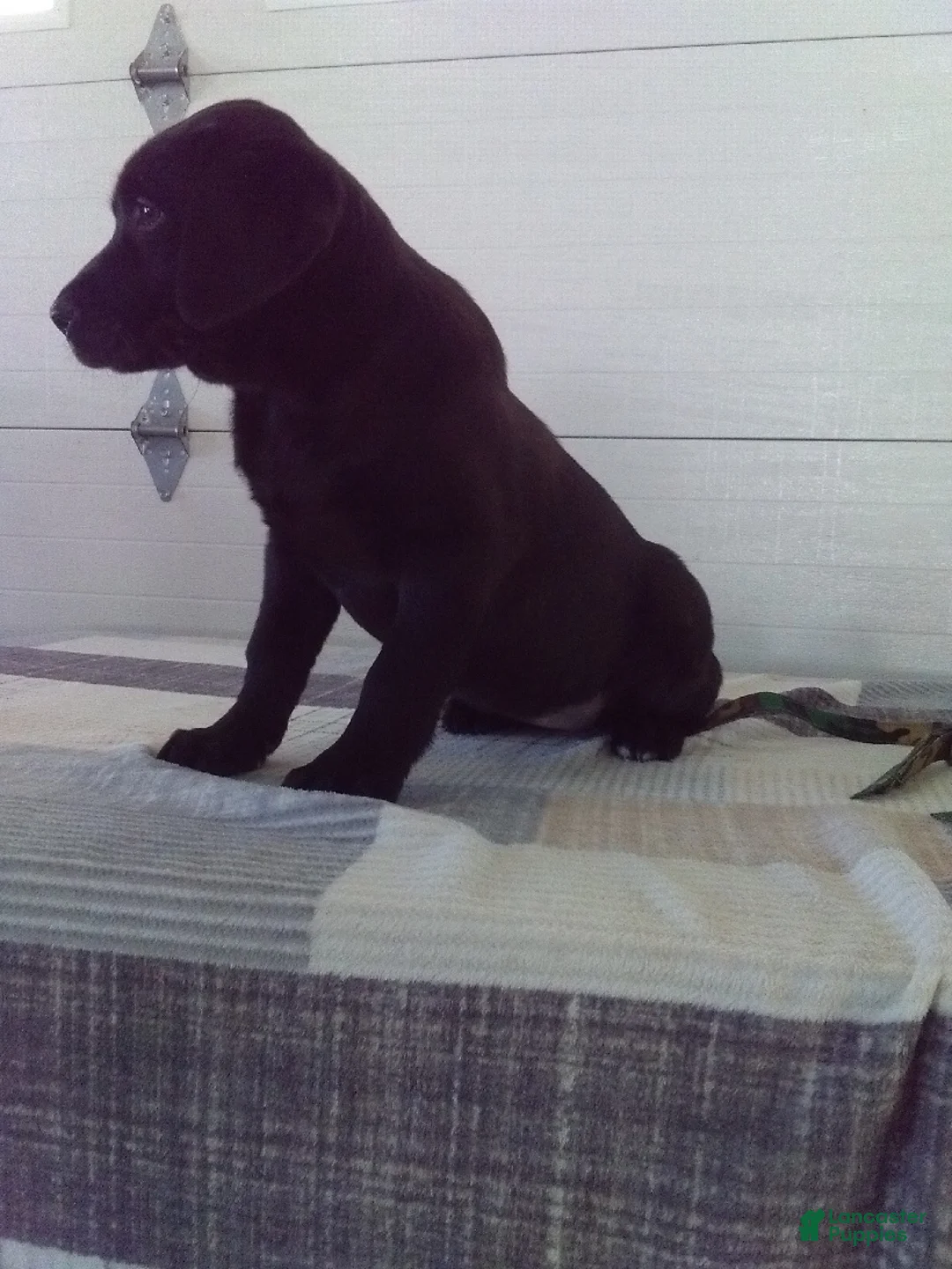 Labrador Retriever dogs for sale: Twinkle - Ad 5