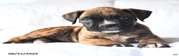 Boxer dogs for sale: Callie - Ad 3
