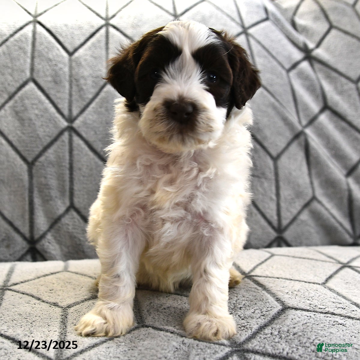 Portuguese Water Dog dogs Dazzle  - Ad 25