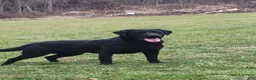 Labrador Retriever dogs for sale: Mia - Ad 6