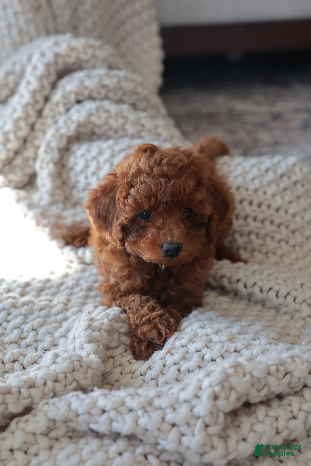 Toy Poodle dogs for sale: Eclipse - Ad 2