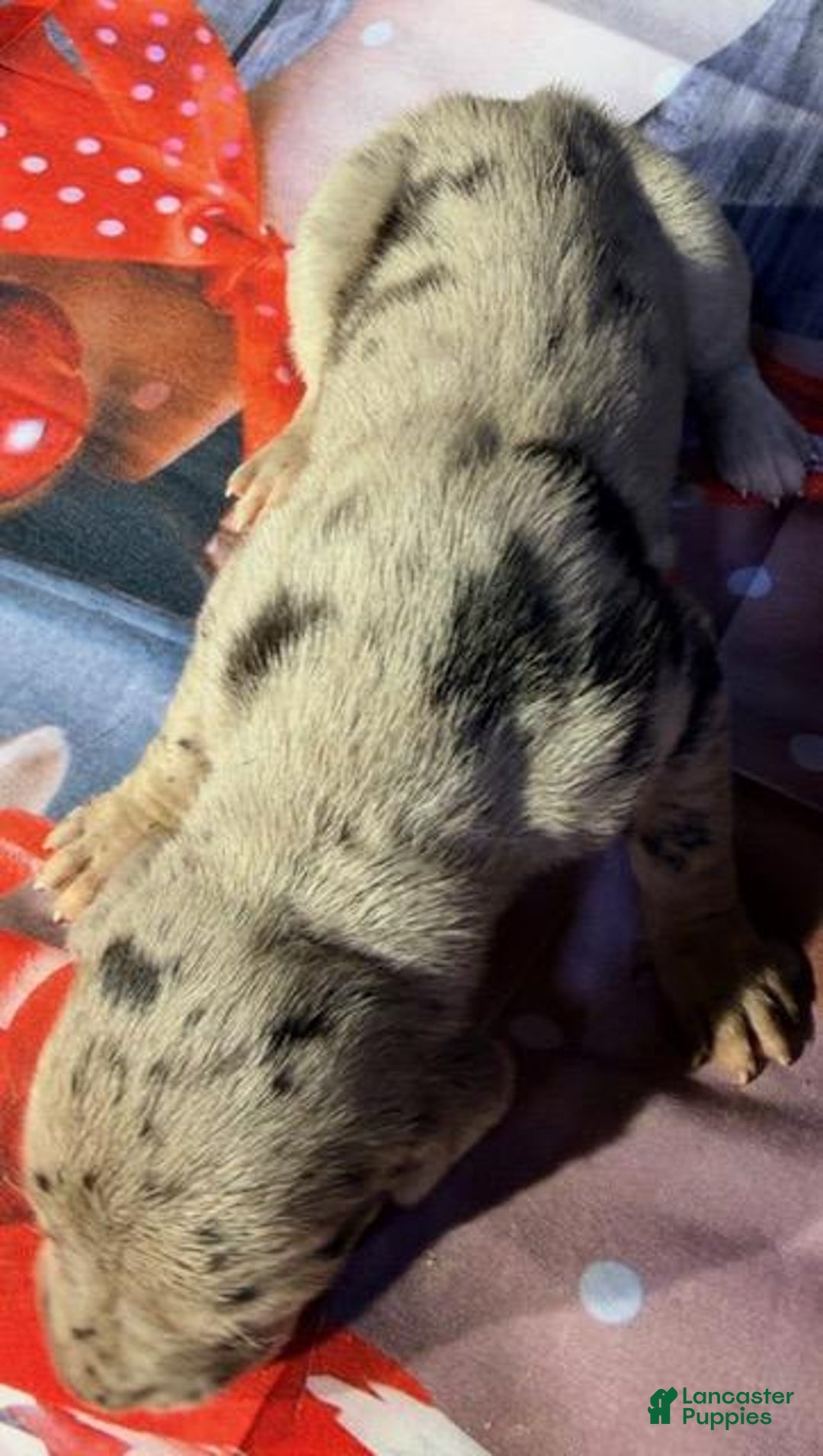 Great Dane dogs for sale: Violet - Black Merle - Ad 1