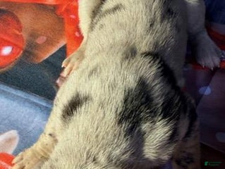 Great Dane dogs Violet - Black Merle - Ad 16