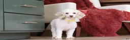 Miniature Poodle dogs for sale: Alfie (AKC) - Ad 5