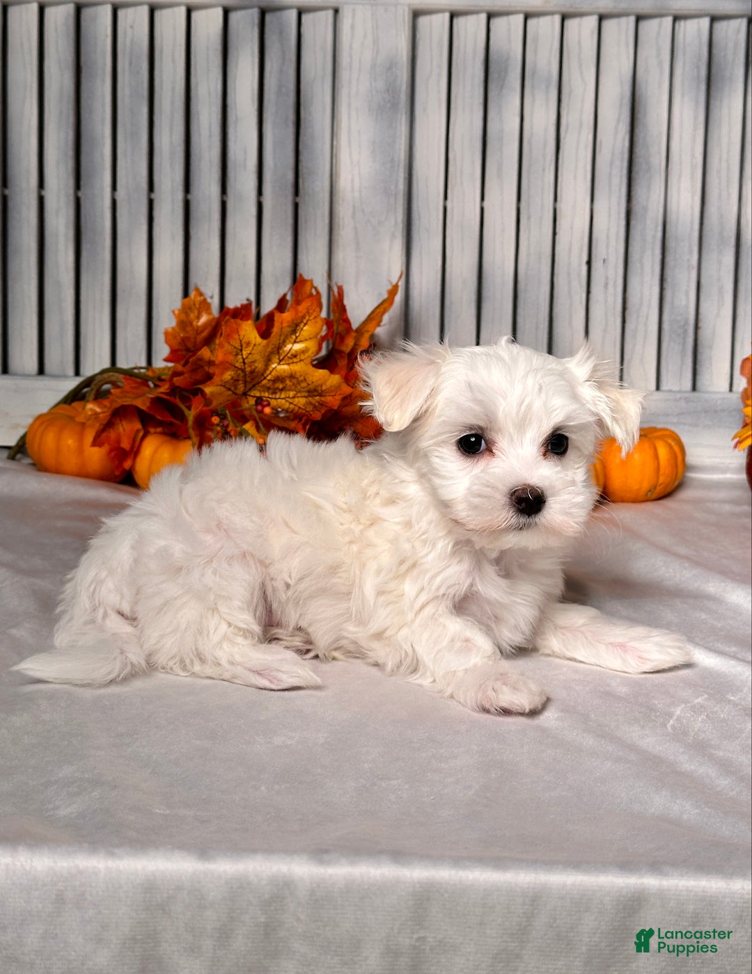 Maltese dogs for sale: Logan - Ad 5