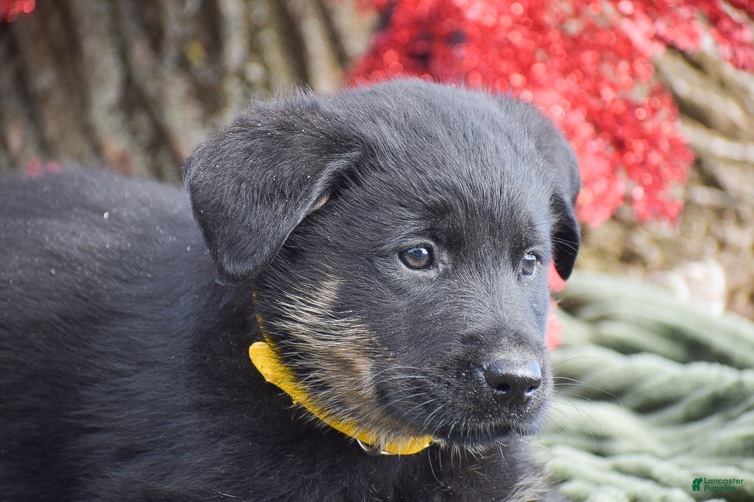Mixed Breed dogs for sale: Arthur - Ad 4