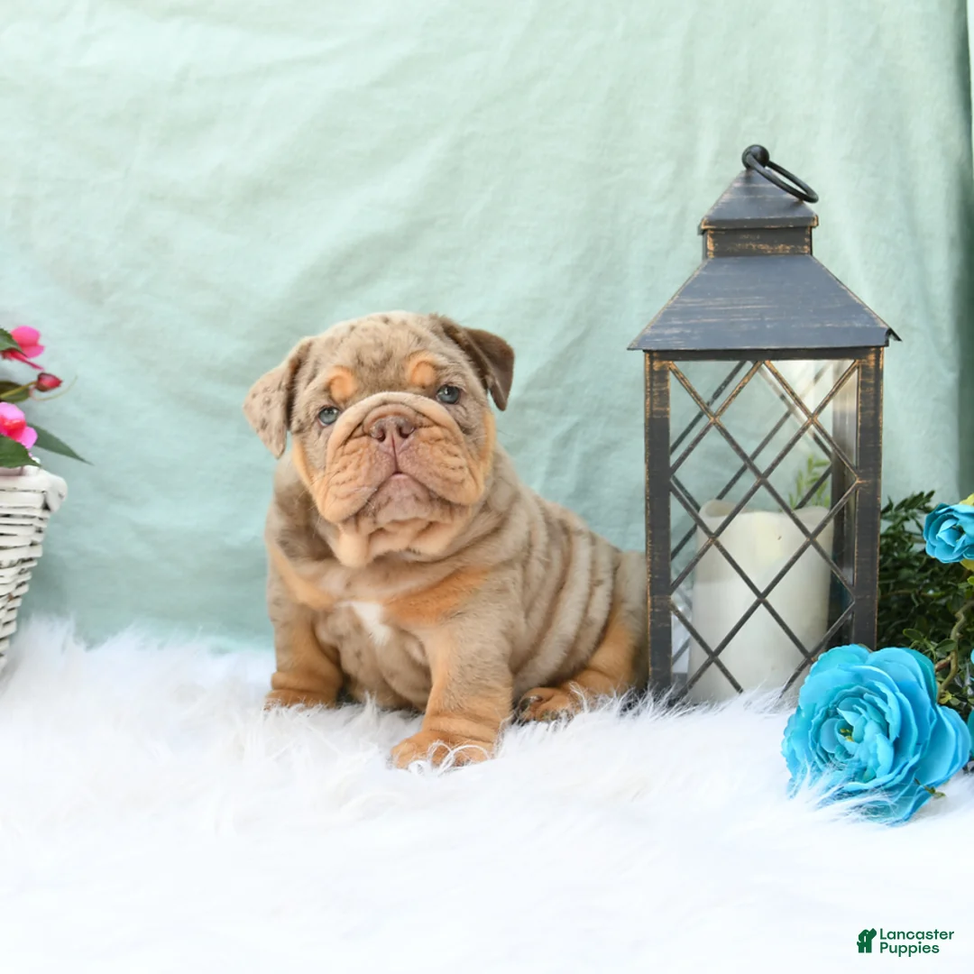English Bulldog dogs for sale: Champ  - Ad 2