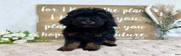 Toy Poodle dogs for sale: Bear - Ad 4