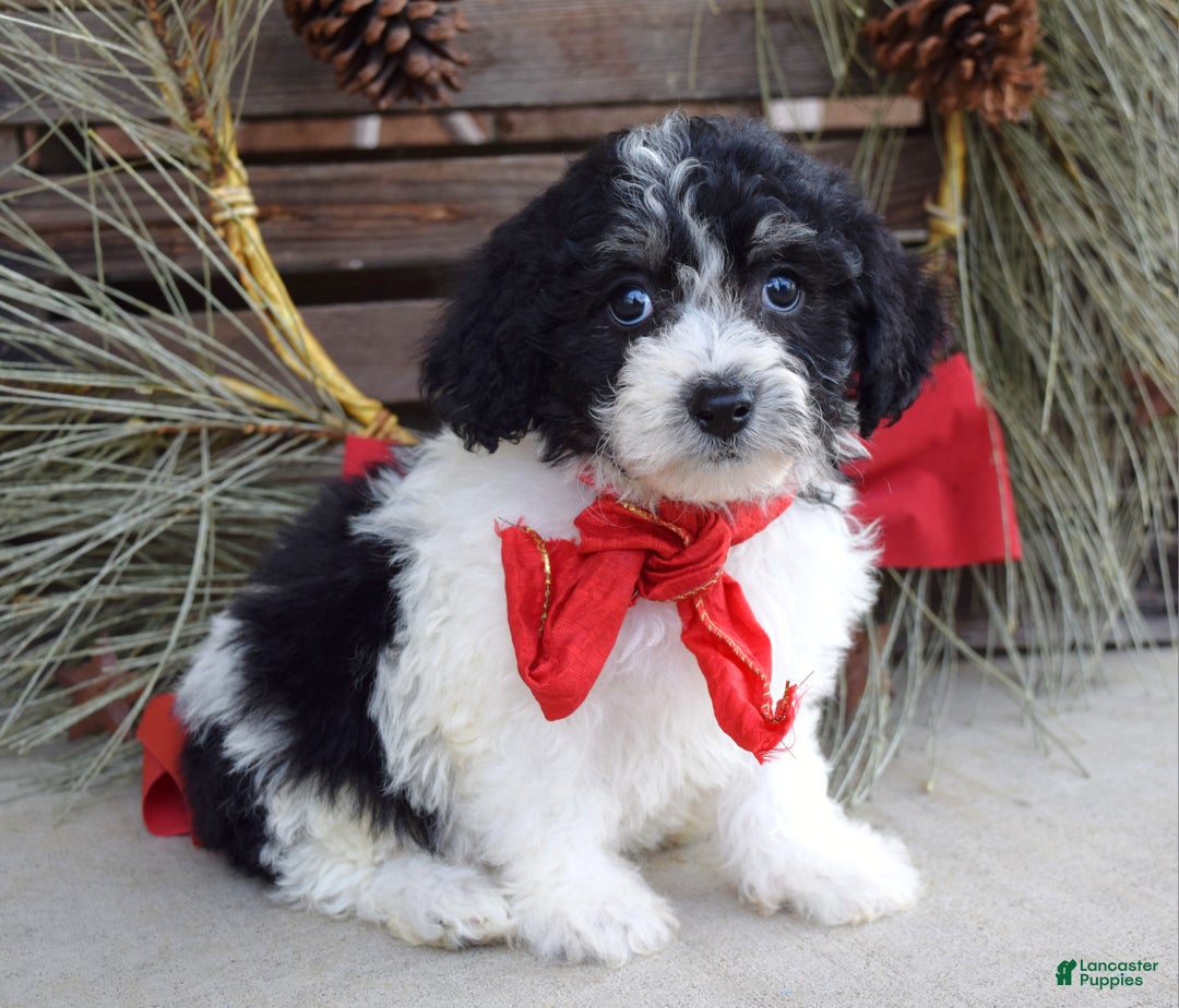 Bichpoo dogs for sale: Baxter - Ad 6