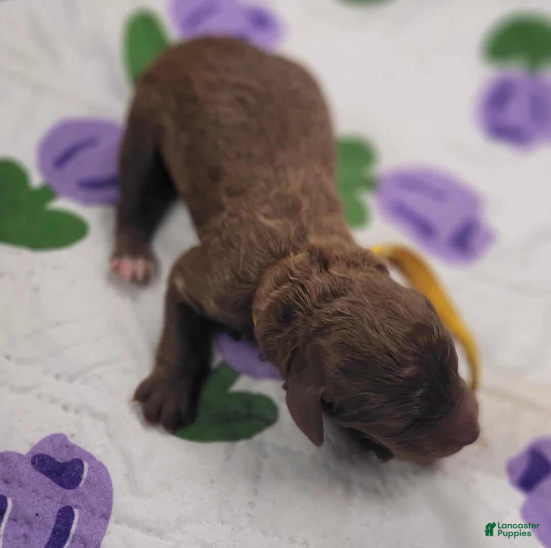 Labradoodle dogs for sale: Gooseberry - Ad 4