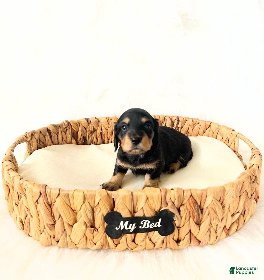 Miniature Dachshund dogs AKC Ruby - Ad 8