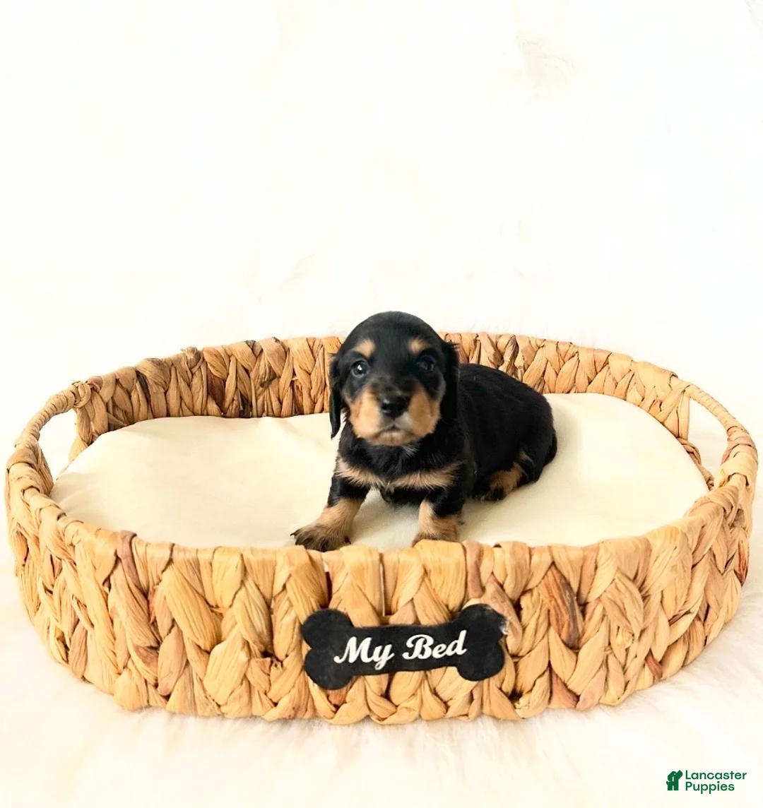 Miniature Dachshund dogs for sale: AKC Ruby - Ad 1