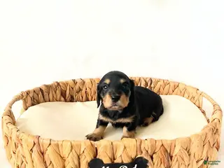 Miniature Dachshund dogs AKC Ruby - Ad 8