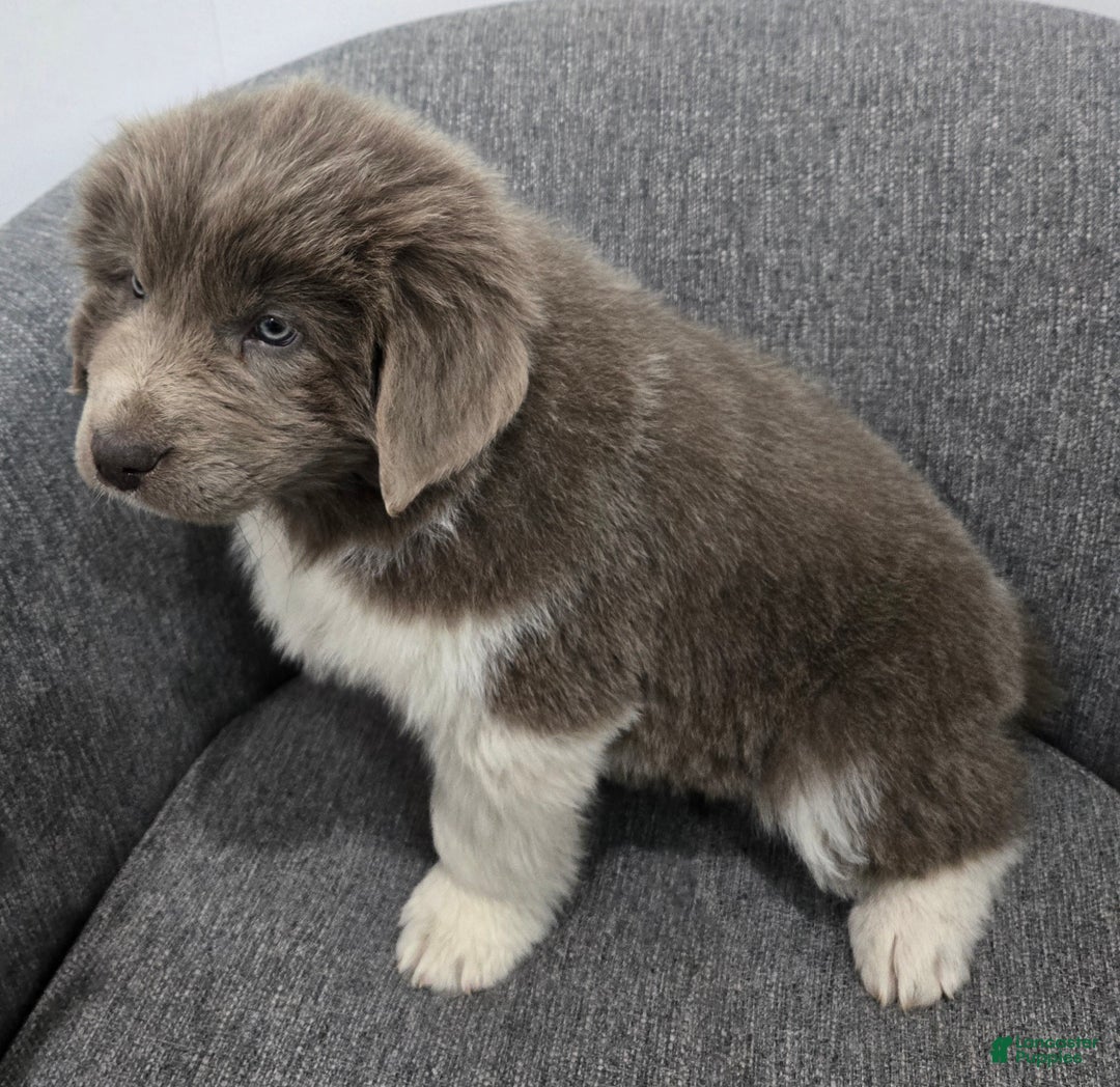 Newfoundland dogs for sale: Bella - Ad 6