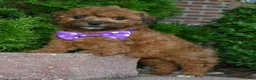 Shihpoo dogs for sale: Snickers - Ad 12