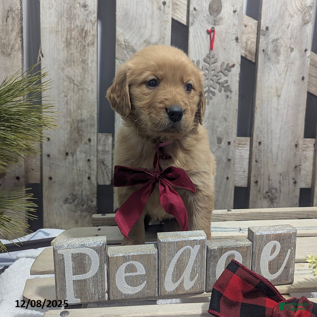 Golden Retriever dogs for sale: Peace - Ad 3