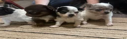 Chihuahua dogs for sale: AKC Snoopy, Black on white extra long coat boy  - Ad 25