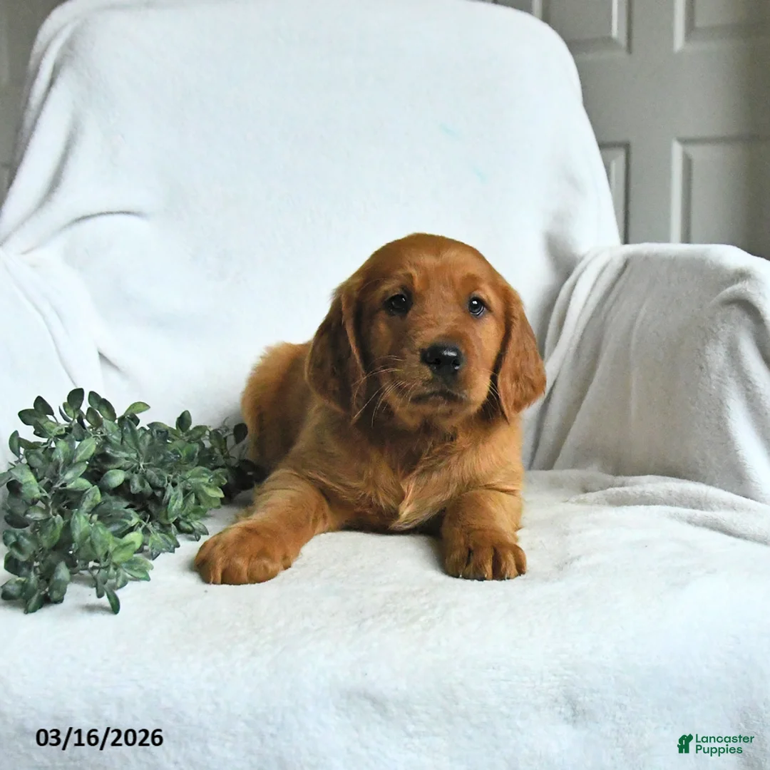 Mixed Breed dogs for sale: Weston - Ad 1