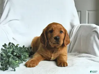 Mixed Breed dogs for sale: Weston - Ad 2