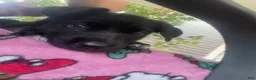 Mixed Breed dogs for sale: Ria - Ad 3