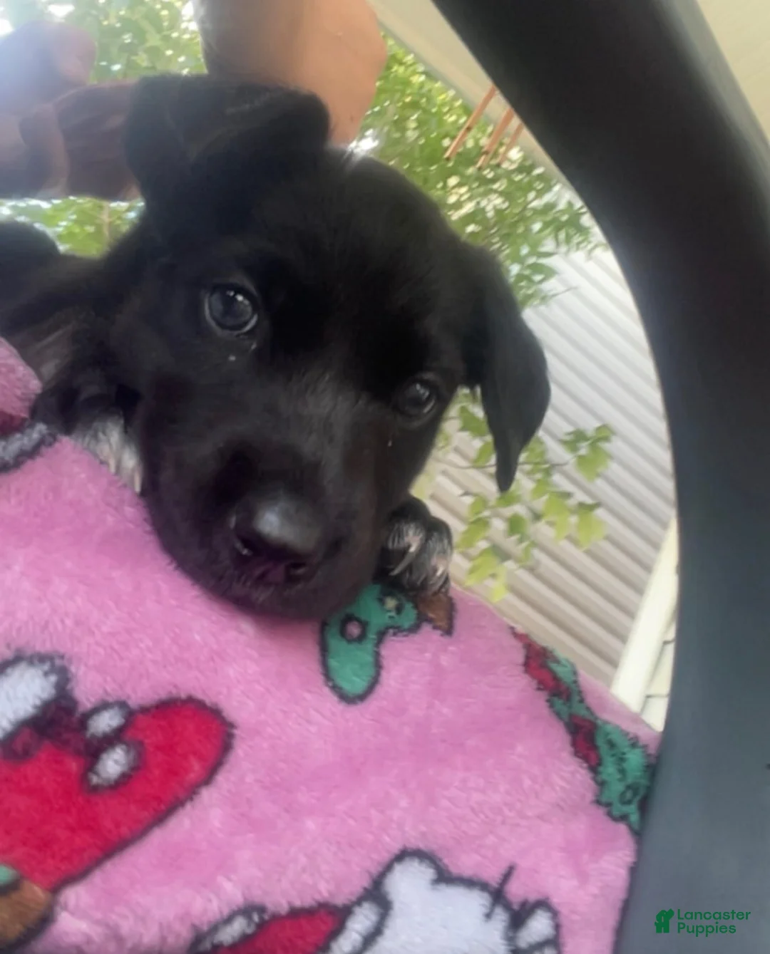 Mixed Breed dogs for sale: Ria - Ad 3
