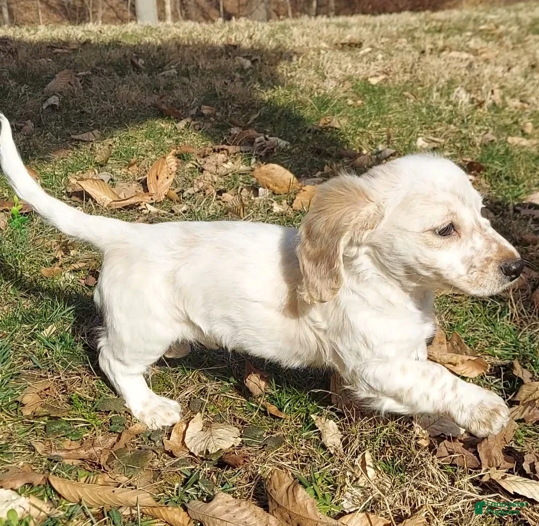 Miniature Dachshund dogs for sale: Hank - Male, Long-haired Miniature Dachshund Puppy - Ad 1