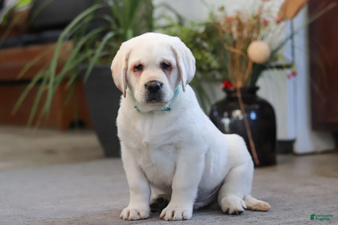 Labrador Retriever dogs for sale: Seth - Ad 4