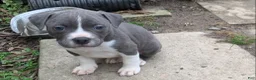 American Pit Bull Terrier dogs for sale: Poseidon - Ad 3
