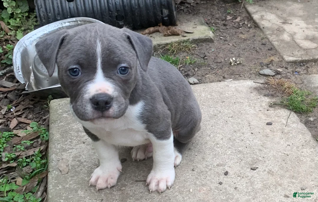 American Pit Bull Terrier dogs for sale: Poseidon - Ad 3
