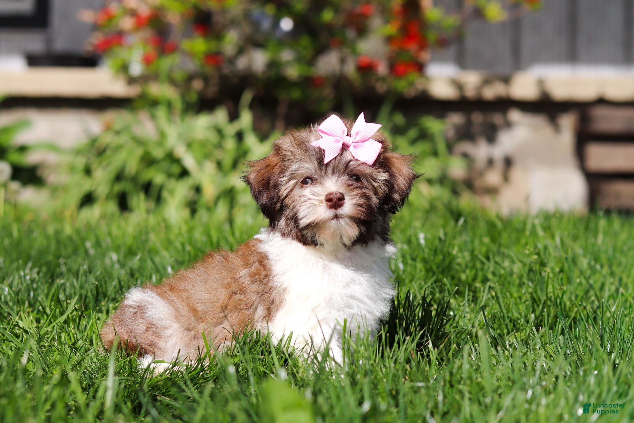 Havanese dogs Honey - Ad 2