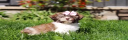 Havanese dogs for sale: Honey - Ad 2