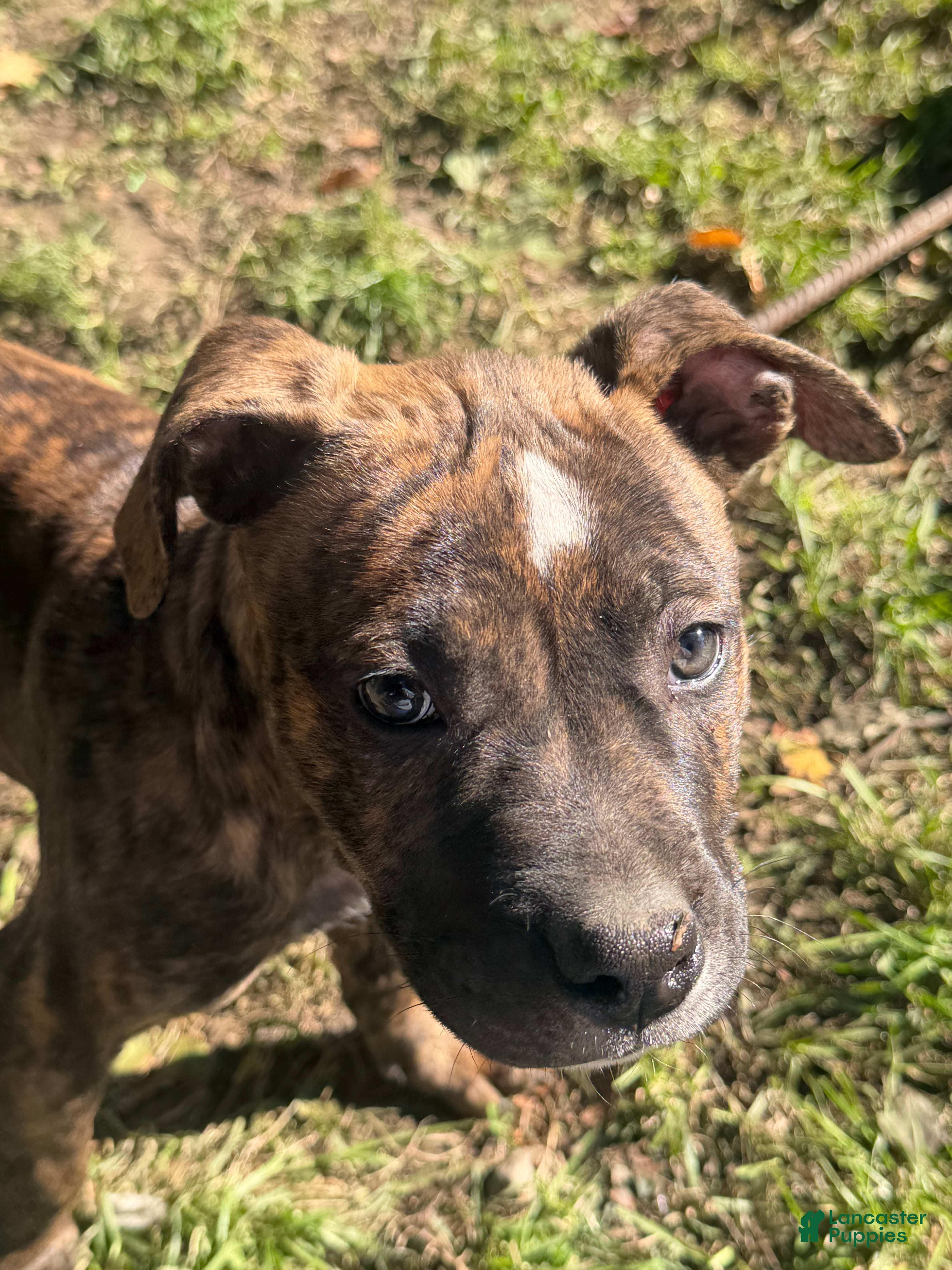 American Bully dogs for sale: American Bully 2.    (Angus) - Ad 2