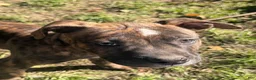 American Bully dogs for sale: American Bully 2.    (Angus) - Ad 1